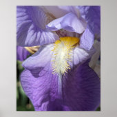 Paarse Baardiris Bloem Poster (Voorkant)