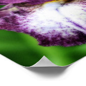 Paarse baardiris Close-Up Flower Orton Art Poster (Hoek)