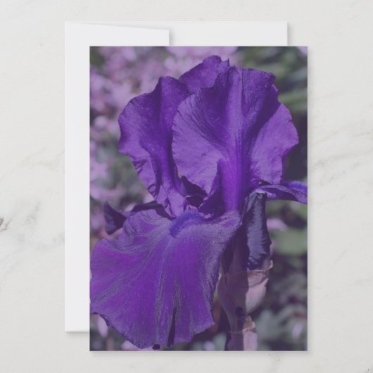 Paarse baardIris Flower Party Kaart (Achterkant)