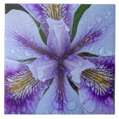 Paarse baardloze iris bloem tegeltje (Voorkant)