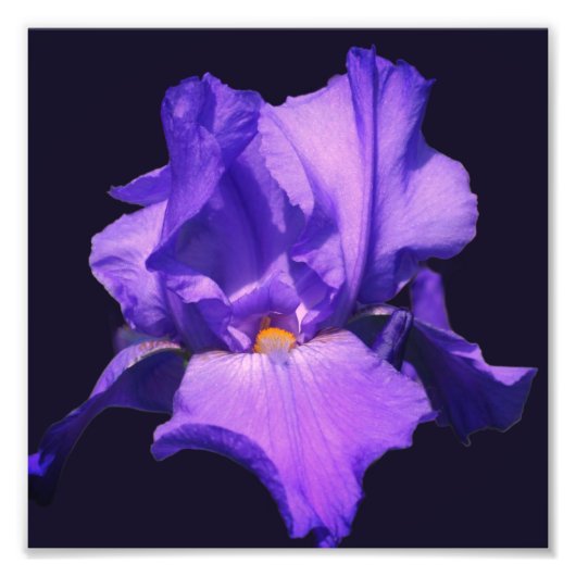 Paarse Bearded Iris Flower 8x8 Foto Afdruk (Voorkant)