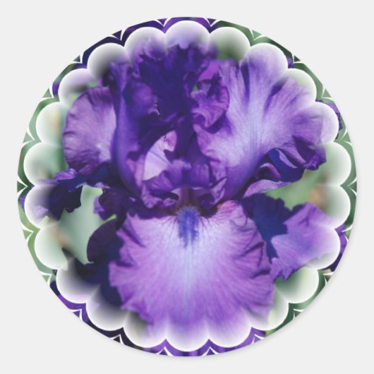 Paarse Bearded Iris Sticker (Voorkant)