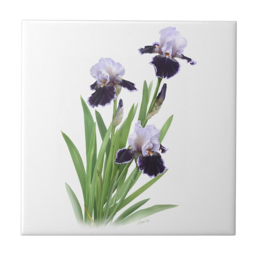 Paarse Bearded Iris Trio Bloemen Botanische Kunst Tegeltje (Voorkant)