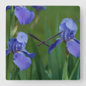 Paarse Bearded Iris Vierkante klok (Voorkant)