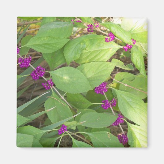 Paarse Beautyberry Magneet (Voorkant)