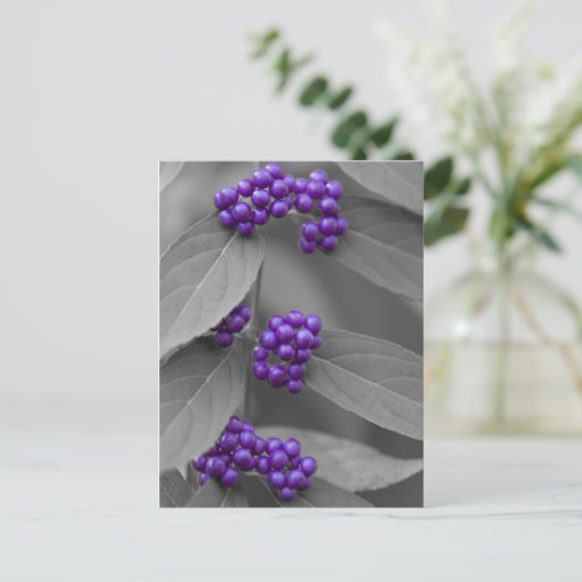 Paarse bessen op zwarte en witte vloed briefkaart (Staand voorkant)