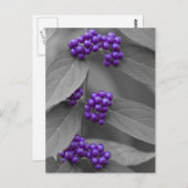 Paarse bessen op zwarte en witte vloed briefkaart (Voorkant / Achterkant)