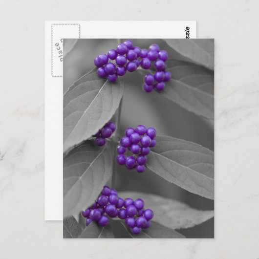 Paarse bessen op zwarte en witte vloed briefkaart (Voorkant / Achterkant)