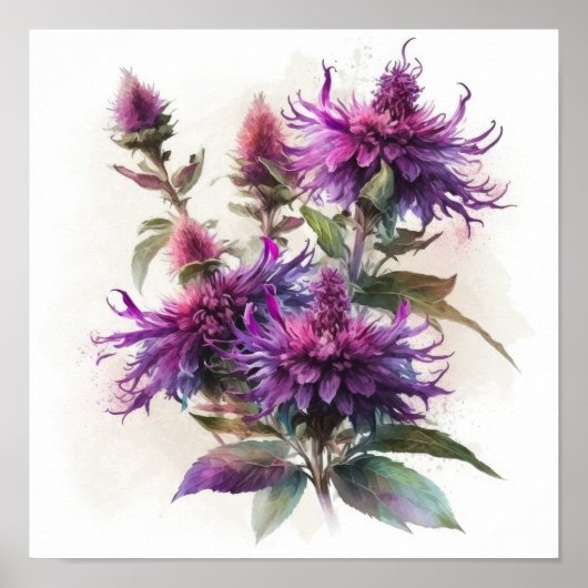 Paarse Bijenbalm Bloem Kunstprint Poster (Voorkant)