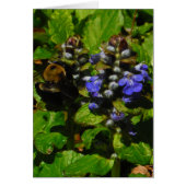 Paarse bijenbalm en roodbaars (Voorkant)