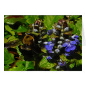 Paarse bijenbalm en roodbaars (Voorkant Horizontaal)