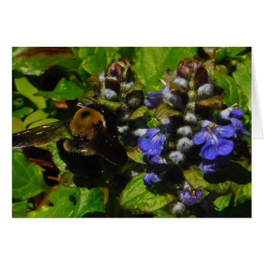 Paarse bijenbalm en roodbaars (Voorkant Horizontaal)