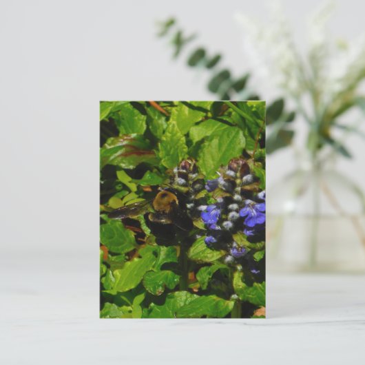 Paarse bijenbalm en roodbaars briefkaart (Staand voorkant)