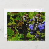 Paarse bijenbalm en roodbaars briefkaart (Voorkant / Achterkant)