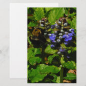 Paarse bijenbalm en roodbaars briefpapier (Voorkant / Achterkant)