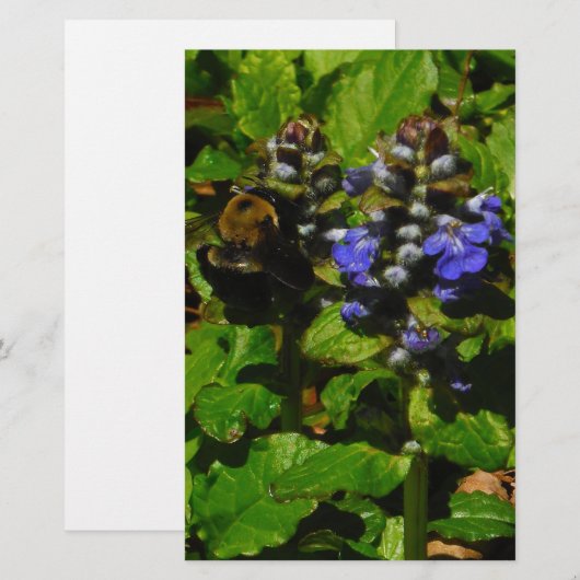 Paarse bijenbalm en roodbaars briefpapier (Voorkant / Achterkant)