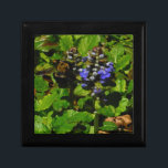 Paarse bijenbalm en roodbaars cadeaudoosje<br><div class="desc">Paarse bijenbalmploesbloem en gele en zwarte borstelbijen Foto van Sandy Closs,  genomen op het paars van het Arrowidemeer,  "bijenbalm",  bloem,  bloemen,  bloem,  veer,  kersen,  kersen,  tuin,  bruiloft,  bruiloften;</div>