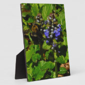 Paarse bijenbalm en roodbaars fotoplaat (Zijkant)