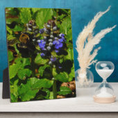 Paarse bijenbalm en roodbaars fotoplaat (Zijkant)