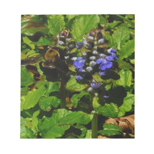 Paarse bijenbalm en roodbaars notitieblok (Voorkant)