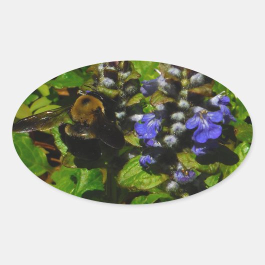 Paarse bijenbalm en roodbaars ovale sticker (Voorkant)