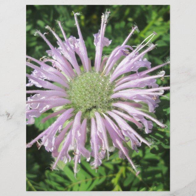 Paarse bijenpalm (Voorkant)