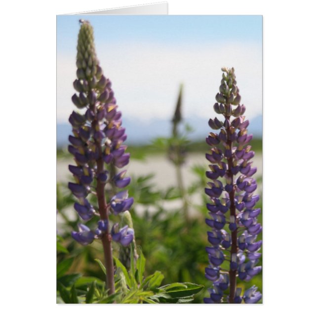 paarse bladen (Voorkant)