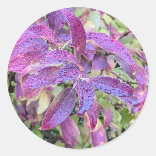 Paarse bladeren op stickers (Voorkant)