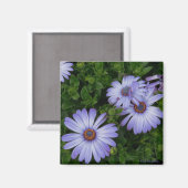 Paarse/Blauw-Daisy-Magnet Magneet (Voorkant / Achterkant)