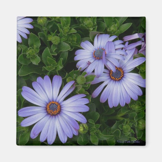 Paarse/Blauw-Daisy-Magnet Magneet (Voorkant)