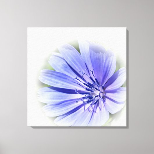paarse blauwe cichorei canvas afdruk (Voorkant)