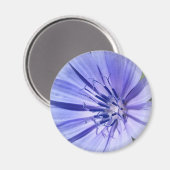 paarse blauwe cichorei magneet (Voorkant / Achterkant)