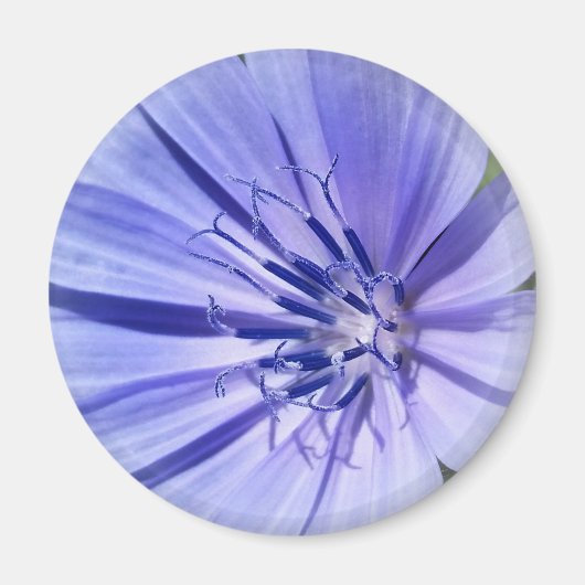 paarse blauwe cichorei magneet (Voorkant)