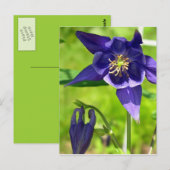 Paarse Blauwe Columbine Flower Briefkaart (Voorkant / Achterkant)