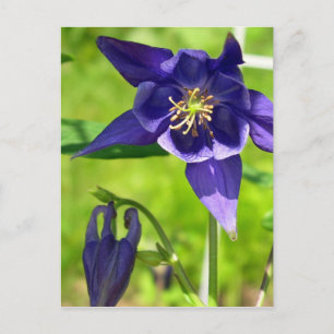 Paarse Blauwe Columbine Flower Briefkaart