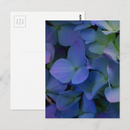 Paarse blauwe hortensia's bloembloem briefkaart (Voorkant / Achterkant)