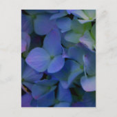 Paarse blauwe hortensia's bloembloem briefkaart (Voorkant)