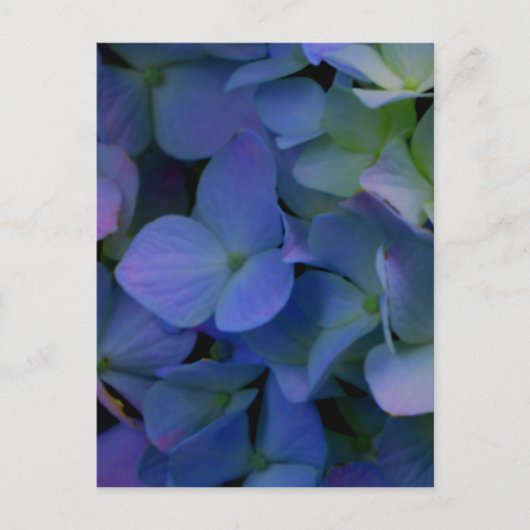 Paarse blauwe hortensia's bloembloem briefkaart (Voorkant)