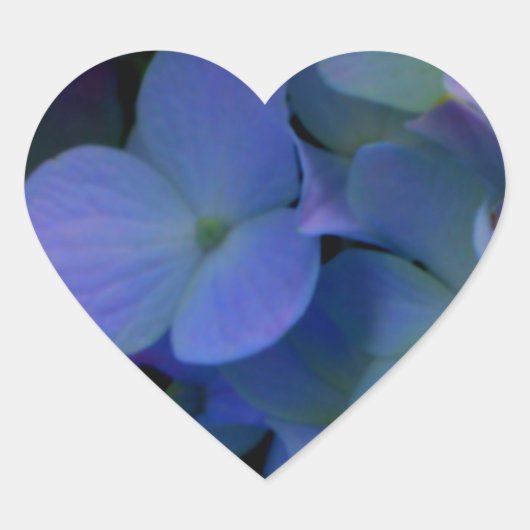 Paarse blauwe hortensia's bloembloem hart sticker (Voorkant)