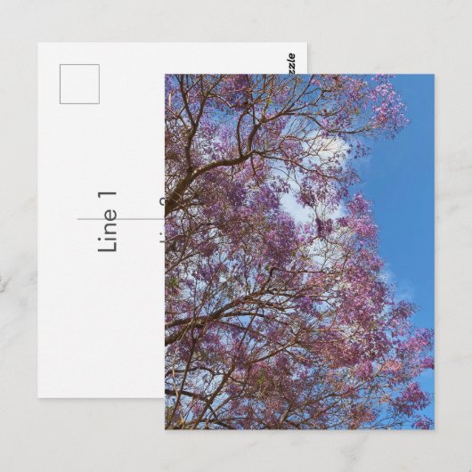 Paarse blauwe Jacarandabische boom Briefkaart (Voorkant / Achterkant)