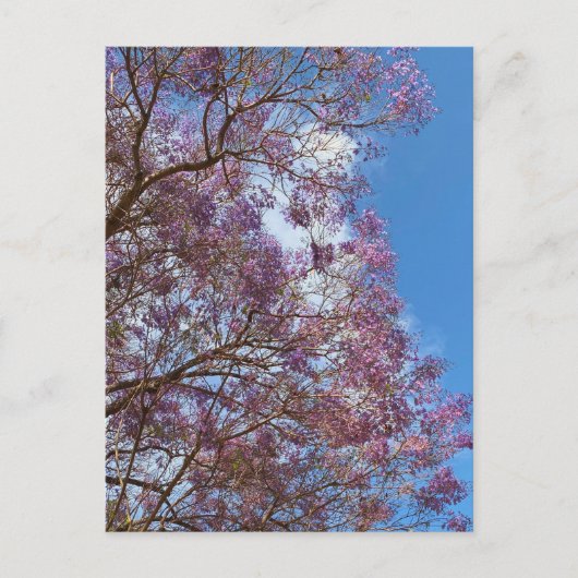 Paarse blauwe Jacarandabische boom Briefkaart (Voorkant)