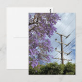 Paarse blauwe Jacarandabische boom Briefkaart (Voorkant / Achterkant)