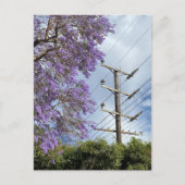 Paarse blauwe Jacarandabische boom Briefkaart (Voorkant)