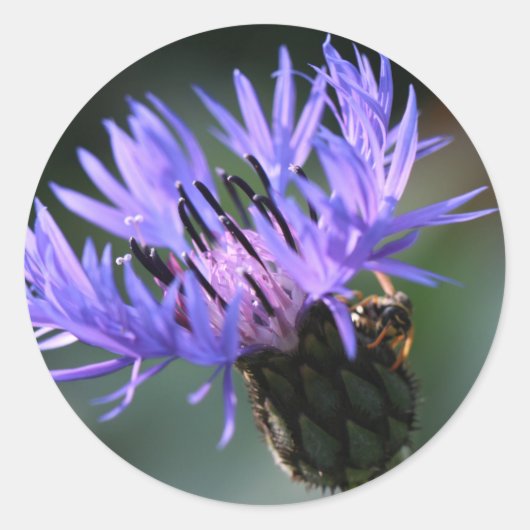 Paarse Blauwe Korenbloem Bruiloft Gift Sticker (Voorkant)