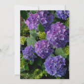 Paarse blauwe maagdenpalm hortensia's Vrijgezellen Kaart (Achterkant)