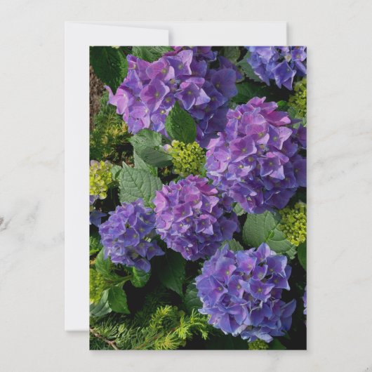 Paarse blauwe maagdenpalm hortensia's Vrijgezellen Kaart (Achterkant)