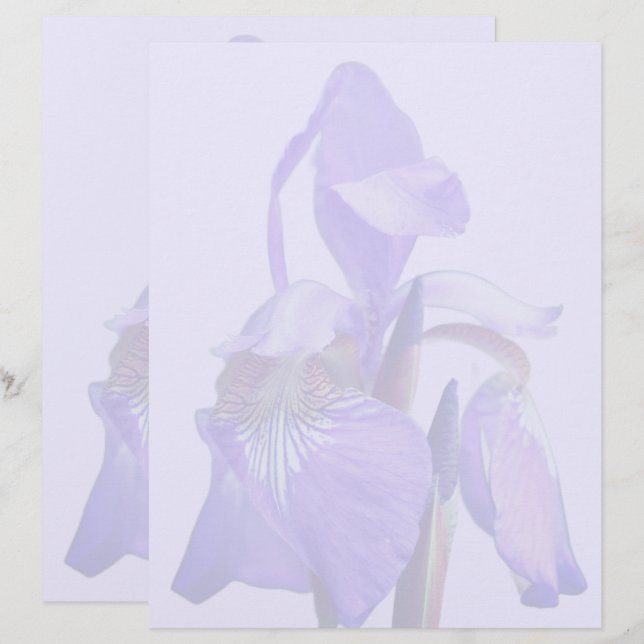 Paarse Blauwe Vlag Iris Bloem  Briefhoofd (Voorkant / Achterkant)