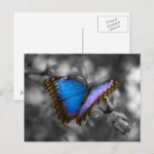 Paarse blauwe vlinder briefkaart (Voorkant / Achterkant)