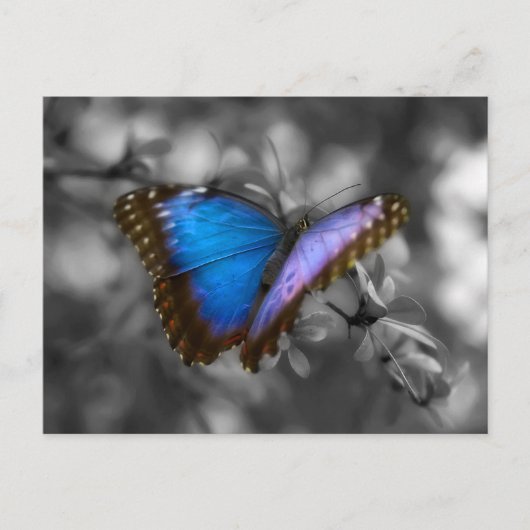 Paarse blauwe vlinder briefkaart (Voorkant)