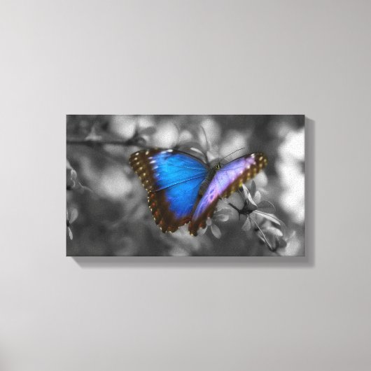 Paarse blauwe vlinder canvas afdruk (Voorkant)